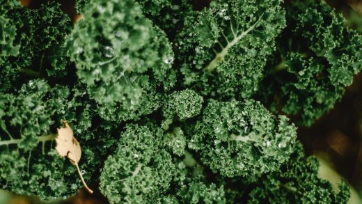 Pse lakra Kale është e mirë dhe çfarë përfitimesh ka për organizmin?
